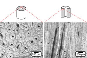 Structural and Mechanical Anisotropy in Human Cortical Bone Tissue