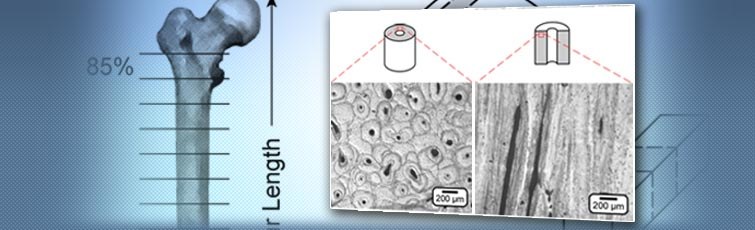 Structural and Mechanical Anisotropy in Human Cortical Bone Tissue