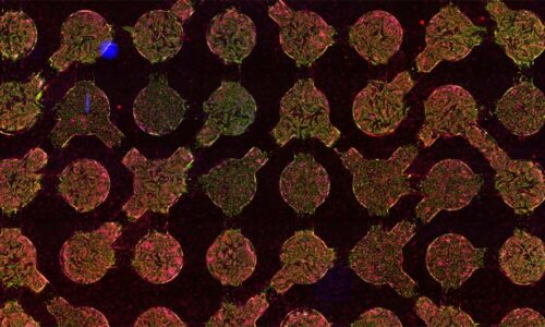 Engineering next-generation biocomputing systems using heart cells