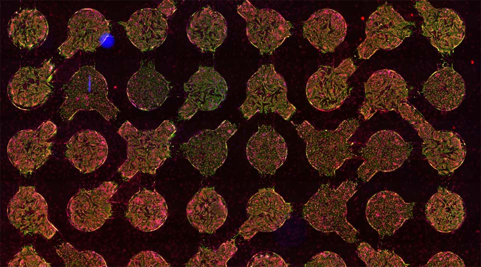 biocomputing fabric made of micropatterned heart muscle and fibroblast networks